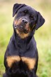 Foto: Rottweiler Rottweiler