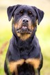 Foto: Rottweiler dog Rottweiler dog