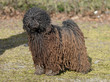 PULI.