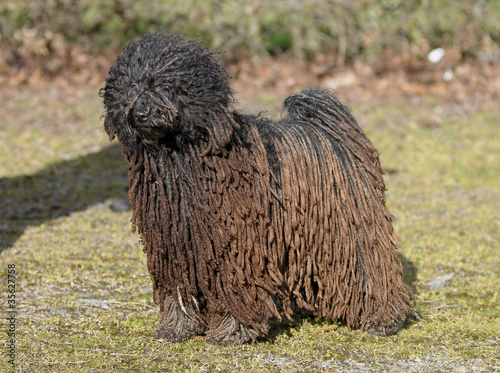 Photo: PULI. PULI.