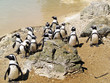 Penguins