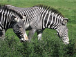 Two zebras
