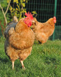 poule rousse en plein air poule rousse en plein air