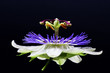 Passionsblume