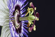 Passionsblume
