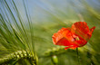 red poppy