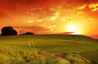 Sunset Fields