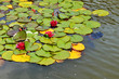 Pond