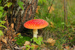 red fly agaric mushroom 03 red fly agaric mushroom 03