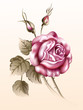 Illustration of a Rose