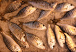 fish market