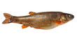 Phoxinus perenurus - lake minnow Phoxinus perenurus - lake minnow