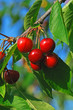 cherry's