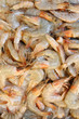 shrimp
