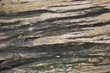 Texture of wood
