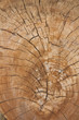 Texture of wood