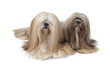 deux lhassa apso ensemble de face en studio