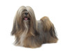 lhassa apso very proud