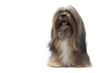 lhassa apso assis de face lhassa apso assis de face