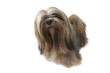lhassa apso interrogatif