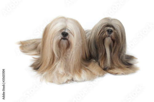 Foto: deux lhassa apso ensemble de face en studio deux lhassa apso ensemble de face en studio