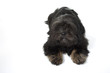 beautiful black lhassa apso