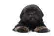 lhassa apso noir allongé de face