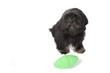 lhassa apso noir