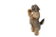 jeune lhassa apso debout sur les pattes arrières jeune lhassa apso debout sur les pattes arrières