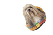 lhassa apso chien porte bonheur du Tibet