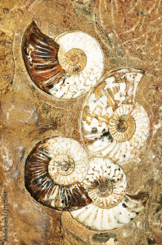 Photo: Prehistoric background Prehistoric background