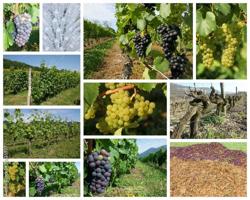 Photo: vignes vignes