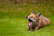 Yawning Fox Cub