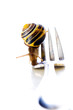 Photo: Live Snail on a fork Live Snail on a fork