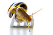 Photo: Snail of a fork full of French food escargot Snail of a fork full of French food escargot