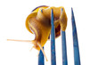 Photo: Snail on a fork: escargot Snail on a fork: escargot