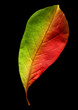 Blatt im Farbwechsel