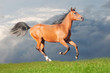 free bay arabian colt