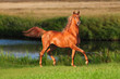 arab horse in field