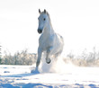 white winter horse