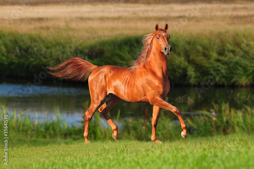 Foto: arab horse in field arab horse in field