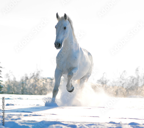 Photo: white winter horse white winter horse