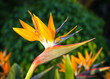 Bird of Paradise flower