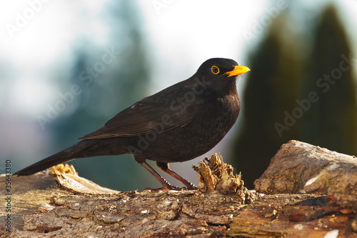 Foto: Amsel (Turdus merula) oder Schwarzdrossel Amsel (Turdus merula) oder Schwarzdrossel