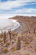 Desert vegetation on Incahuasi island in Salar de Uyuni, Bolivia