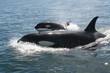 orca madre y cria