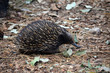 Photo: echidna echidna