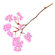Cherry Blossoms