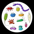 Bacteria
