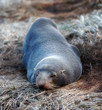 A photo of a wild seal in New Zealand (North Island) A photo of a wild seal in New Zealand (North Island)